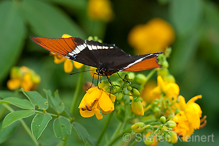 207 Schokoladenfalter - Siproeta epaphus